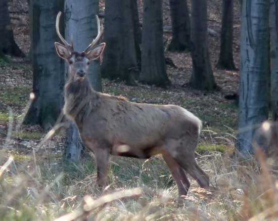 jeleň