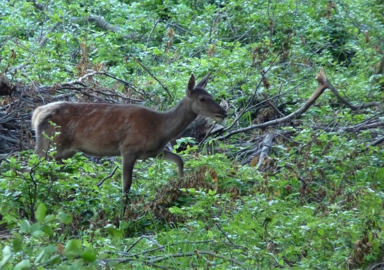 laň