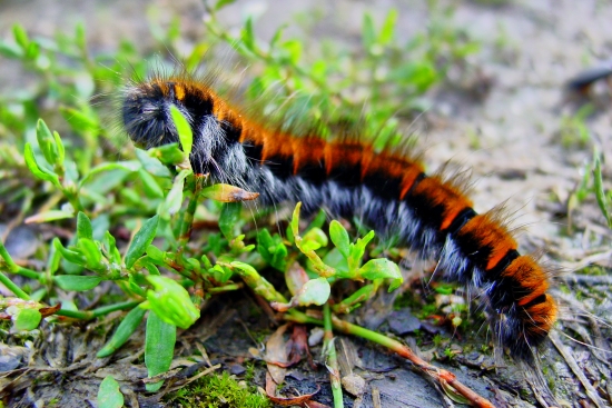 húsenička - možno z nej bude tiger