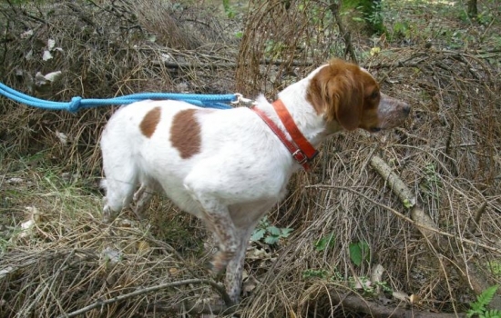 Bretonský stavač v akci