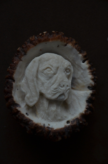 AJD - krásavec z východu