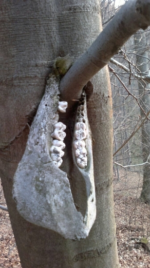 spodna sanka vrastena do kmena