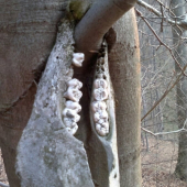 spodna sanka vrastena do kmena