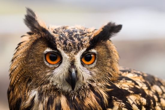 Bubo bubo