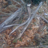 to som este netusil co ma caka