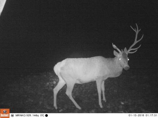 nepravidelny 14torak