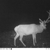 nepravidelny 14torak