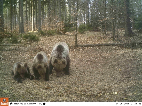 chlpači uz maju hlad