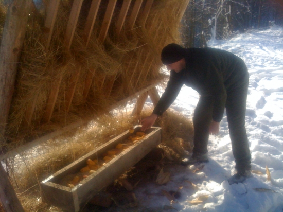 mrnkove prikrmovanie