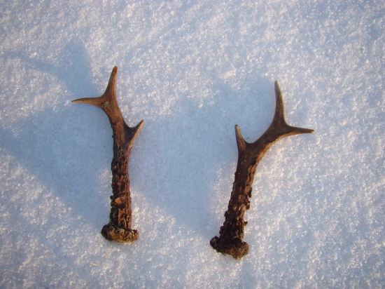 Dnešne rano ma prekvapili .