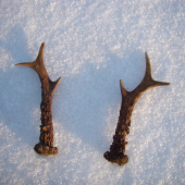 Dnešne rano ma prekvapili .