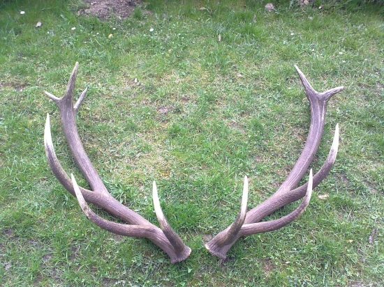 ten jelen to ma uz za sebov