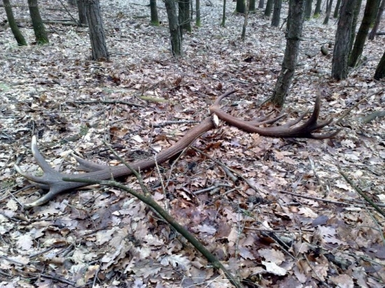 len tak si tam lezali-sestnastorak-7,10kg