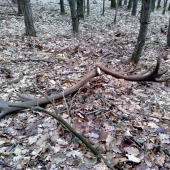 len tak si tam lezali-sestnastorak-7,10kg