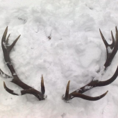 minulorocne prekvapenie