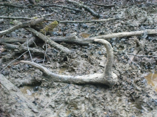 piestanske kupele