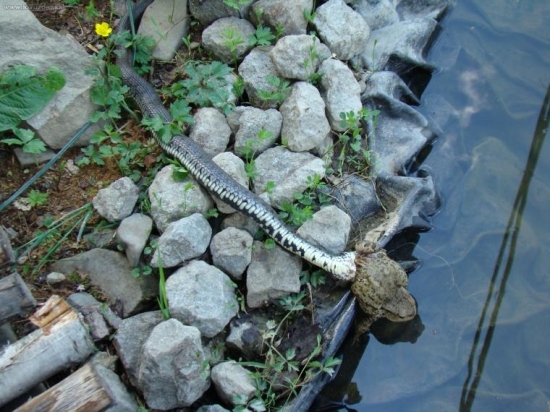 užovka+ropucha