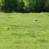 ako chcela liška zjesť moju Tinu