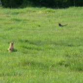 ako chcela liška zjesť moju Tinu 2