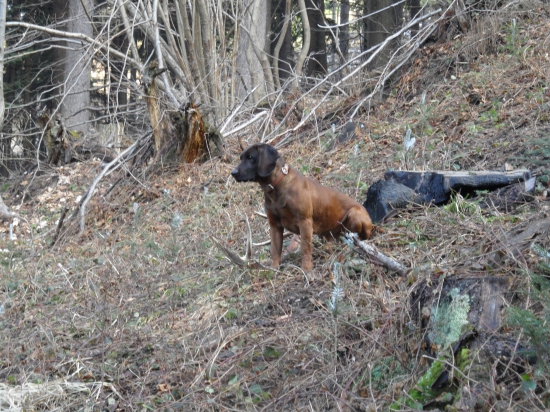 sedím na konári (parohu) a je mi ....