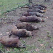 Výrad po polovačke PZ Malina - Láb