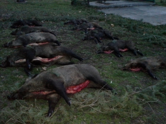 výrad
