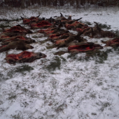 spoločnà polovačka na prvom snehu