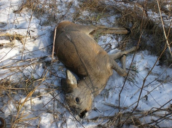 neborak (zlomil si väzi)
