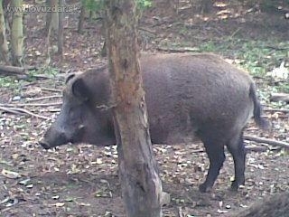 diviaky vo zborskej obore