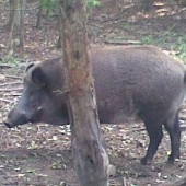 diviaky vo zborskej obore