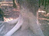 osuchany strom
