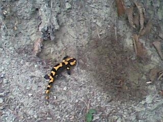 mali skvrnity obojzivelnik