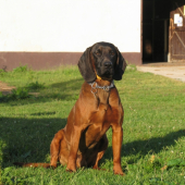 Dag