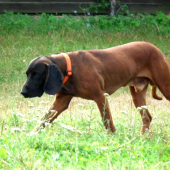 dag