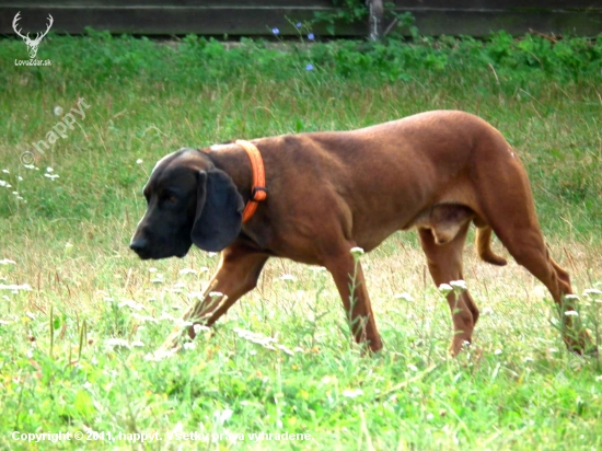 dag