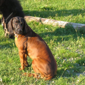 Dag