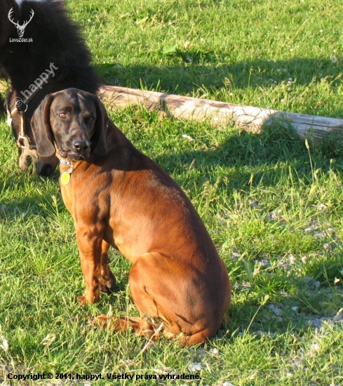 Dag
