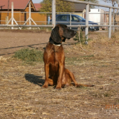 dag
