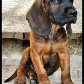 DAG-este steniatko