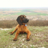 dag -zobor