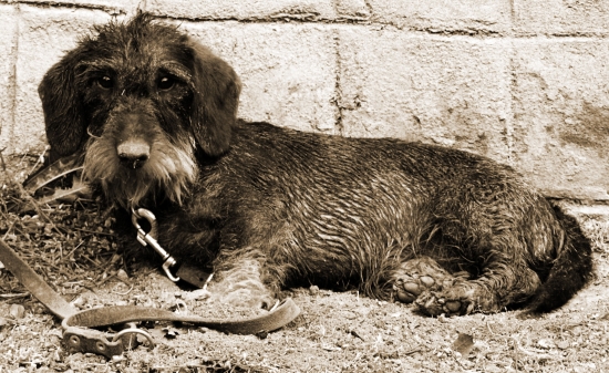 Po neúspešnej dohľadávke a náhodnom úspešnom odlove srnca