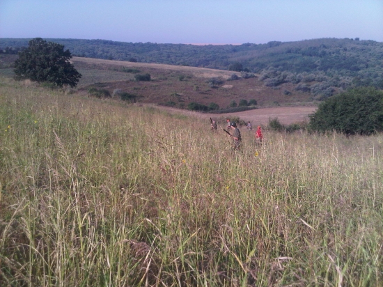 Poľovačka na prepelice