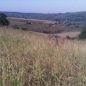 Poľovačka na prepelice