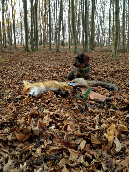 Brit z Levických vinohradov