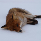 moja prvá tohto roku...