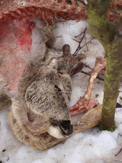 Dostihla ho zima alebo psy?