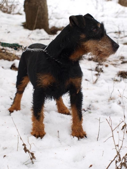 Astor - Eki z Čakanoviec