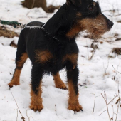 Astor - Eki z Čakanoviec