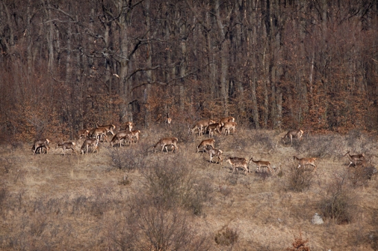 Daleko, ale potesili :)