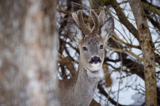 Prekvapenie za stromom